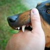 Who Is Liable for a Dog Bite Injury: The Owner, Landlord, or Another Party?