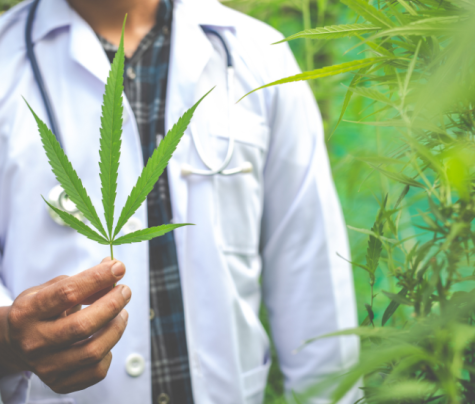 intellectual Property Protection in the Cannabis Industry
