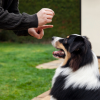 Do You Have A Personal Injury Case After A Dog Bite & How To Go Through It?