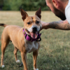 Most San Jose Dog Bite Victims Undervalue Their Case. The Physical Injury Is Often The Smallest Part Of The Damage.