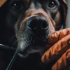 What To Know After A Serious Dog Bite Injury